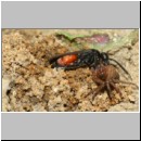 Anoplius infuscatus - Weswespe w003a 9mm mit Spinne-OS-Hasbergen-Lehmhuegel-det.jpg